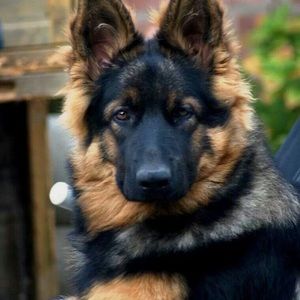 Meet your Posher, Barbara